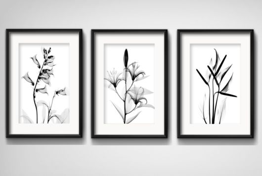 Três quadros com fundo branco e cada um com uma planta