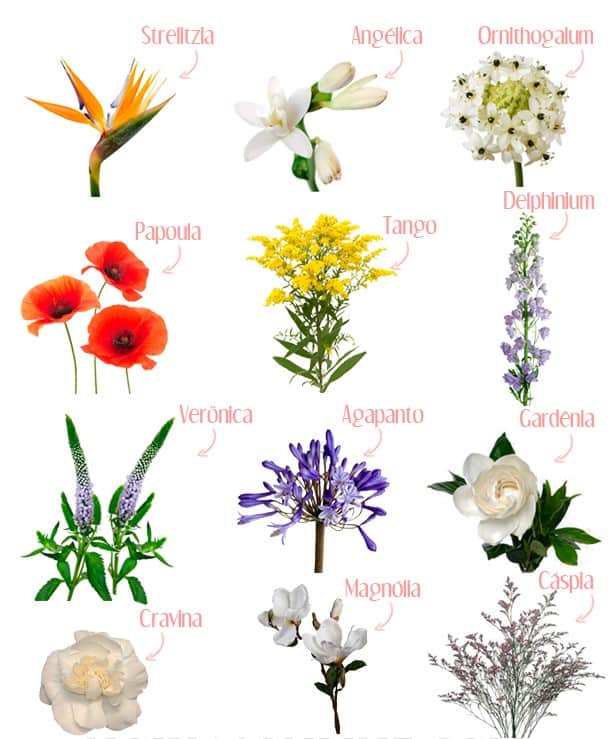tipos de flores 58