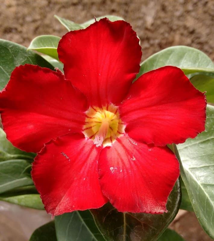 Belissima rosa do deserto na cor vermelha