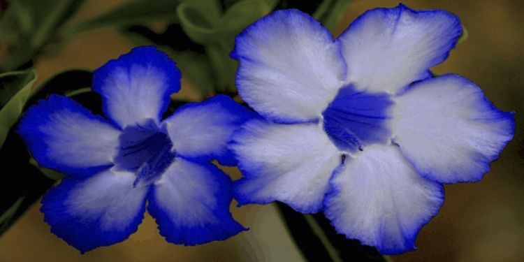 Flor azul linda e que pode dar vida ao ambiente