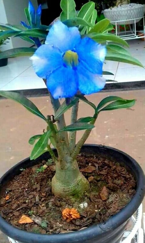 Flor em tom mais claro de azul