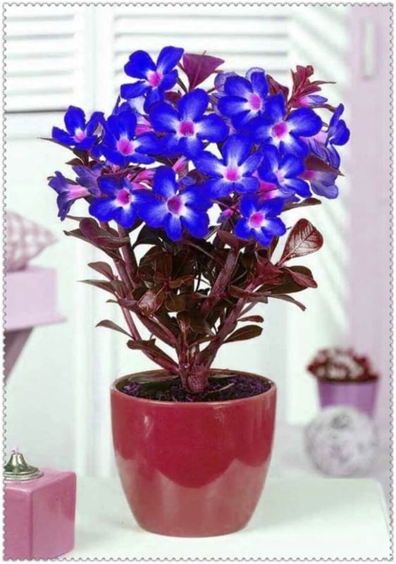 Planta rosa do deserto azul em vaso simples e pequeno