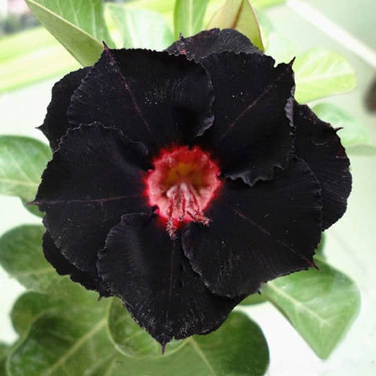 Umas das poucas flores negras existentes