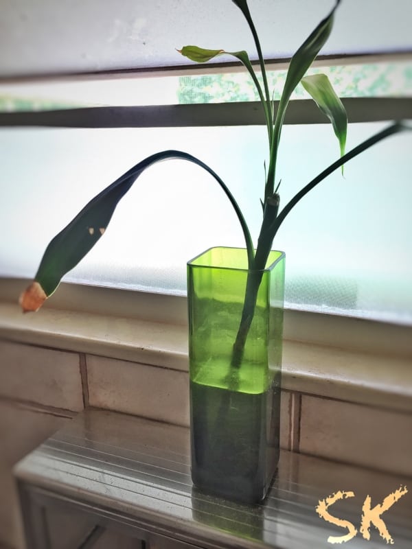 Vaso de planta feito de garrafa de vidro