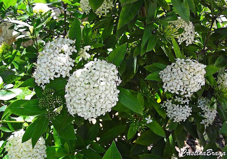 Detalhe das flores brancas com verdes que enriquecem o local com uma bela decoração