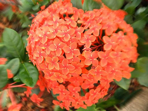 Flor alaranjada do tipo de ixoria chinesa