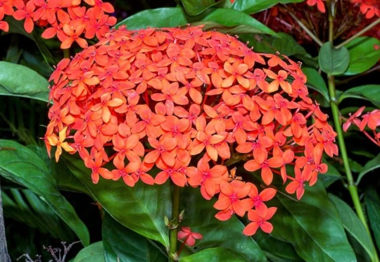 Flor compacta na cor vermelha dando um toque especial na decoração