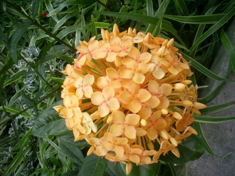 Flor de ixora amarela