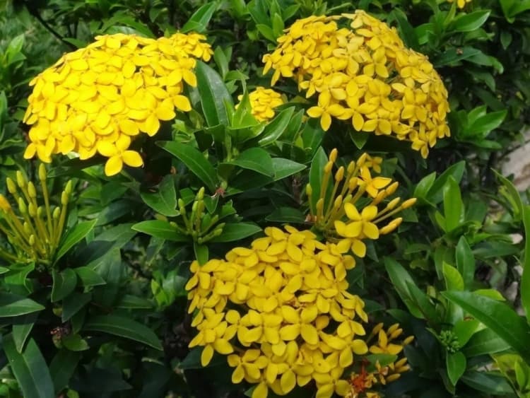 Ixora amarela linda flor amarela