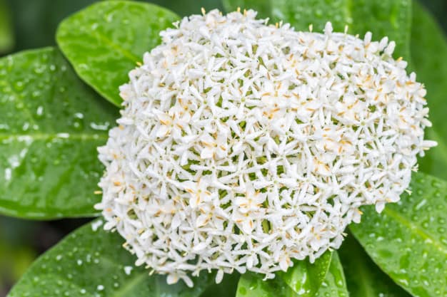 Linda flor de ixora branca