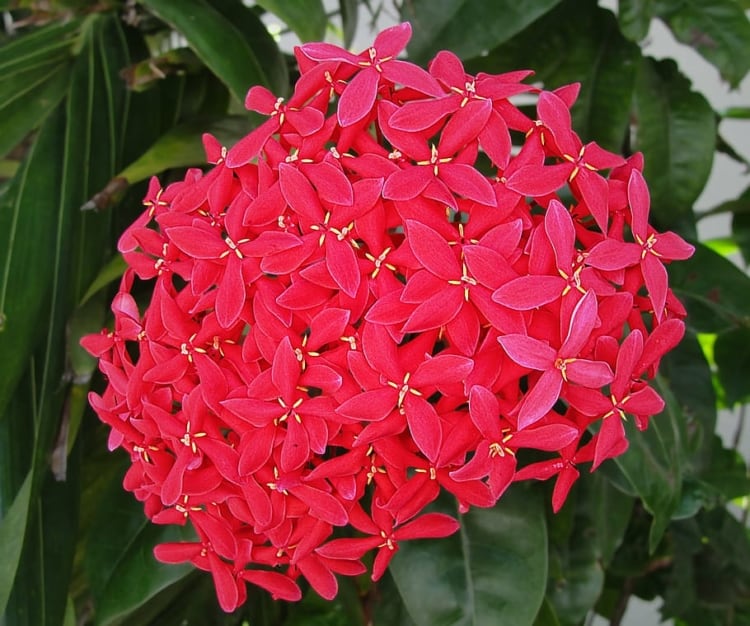 Linda flor vermelha do tipo coccinea