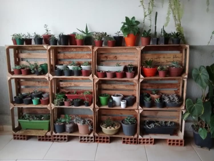 estante rústica de caixotes de madeira com plantas
