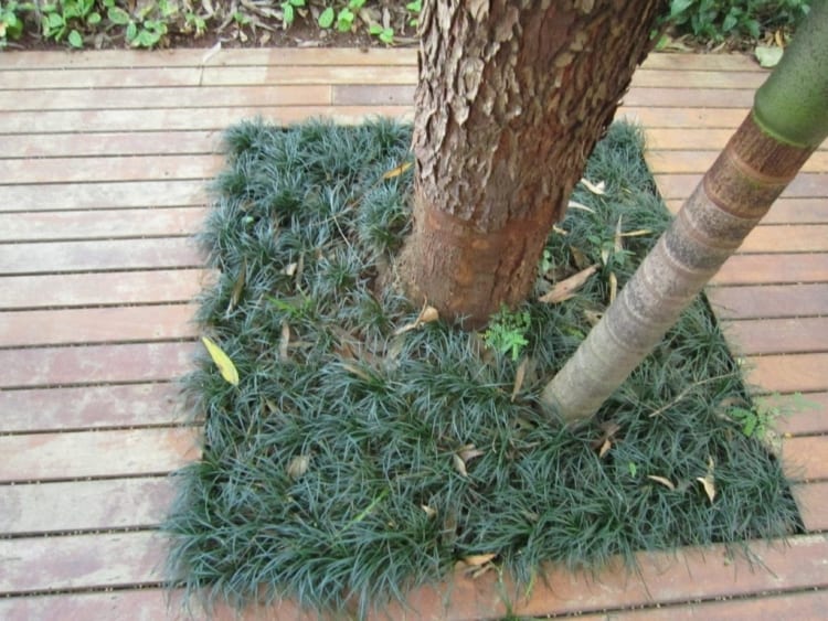 projeto de jardinagem simples com grama japonesa