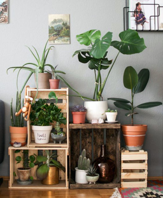 Casas decoradas: Com planta