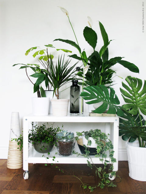 Casas decoradas: Com cantinho de plantas