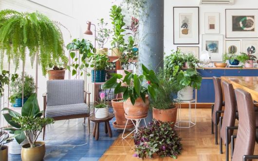Casas decoradas: Com planta no chão da sala