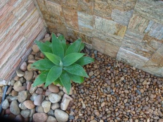 Pedras para jardim: Pedra de Rio