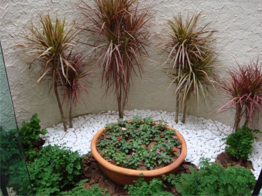 jardim de inverno com dracena 