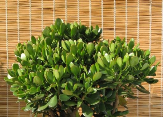planta jade