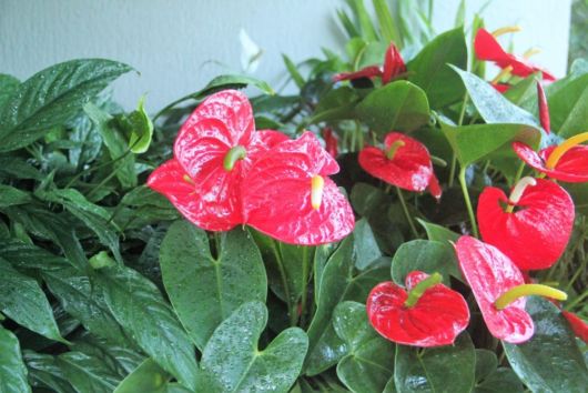 planta para jardim pequeno