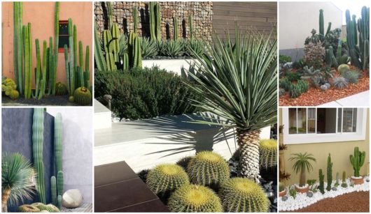 jardim com cactos