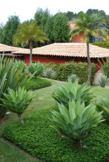 jardim com agave