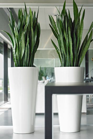 Plantas para sala: Artificiais verde