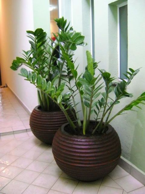 Plantas para sala: Artificiais em vaso de chão