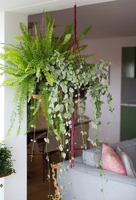 Plantas para sala: Naturais