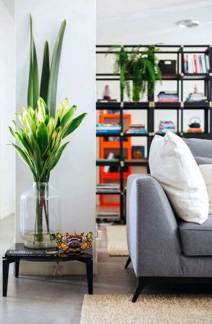 Plantas para sala: Ornamentais