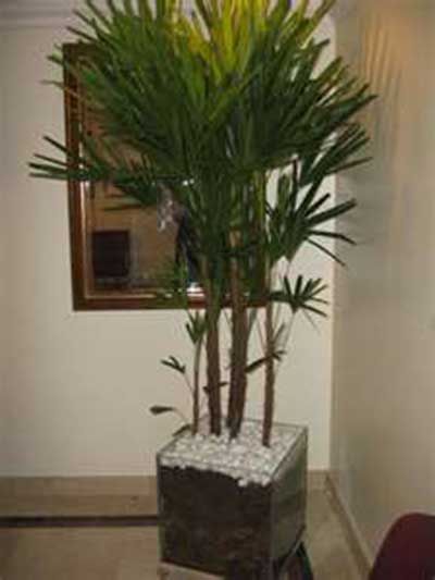 Plantas para sala: Artificiais grandes