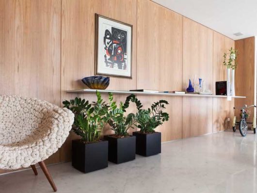 Plantas para sala: Decoração