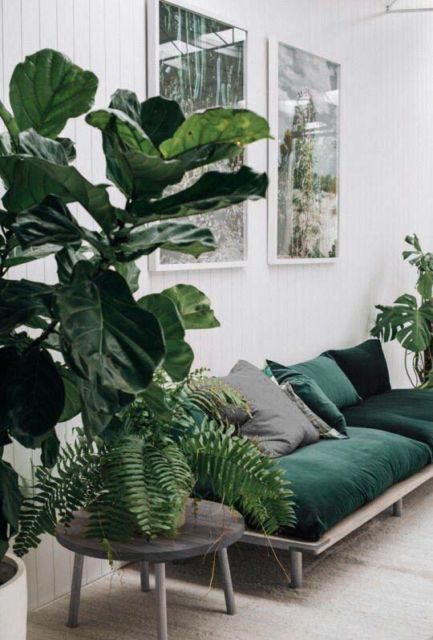 Plantas para sala: Decoração