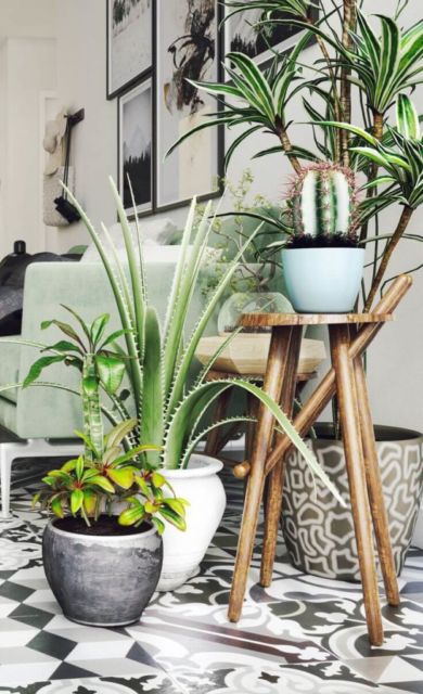 Plantas para sala: Decoração