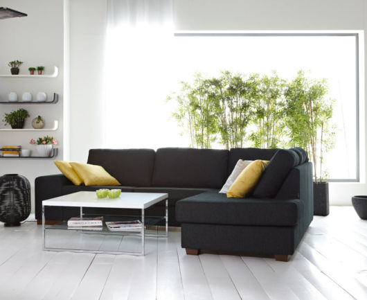 Plantas para sala: Decoração