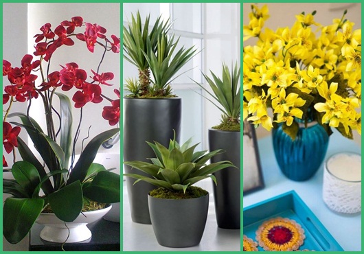 Plantas para sala: Modelos para se inspirar