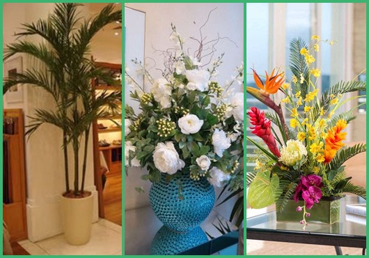 Plantas para sala: Modelos para se inspirar