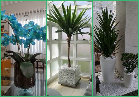 Plantas para sala: Modelos para se inspirar