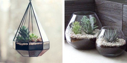 Plantas para Sala: Suculenta