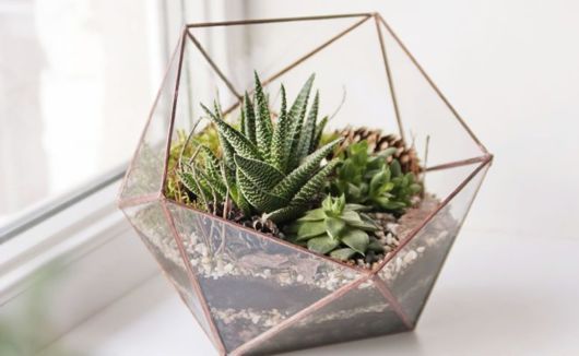 Plantas para Sala: Suculenta