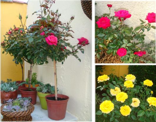 Jardins pequenos e simples