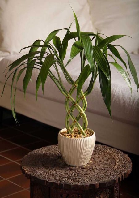 planta decorativa