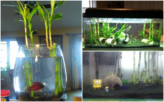 decoração aquário