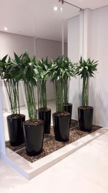 decoração com vasos de plantas
