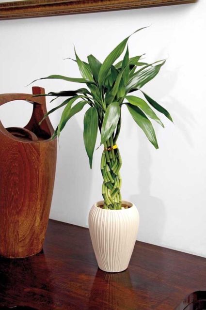 planta trançada