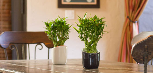 vaso com bambu trançado