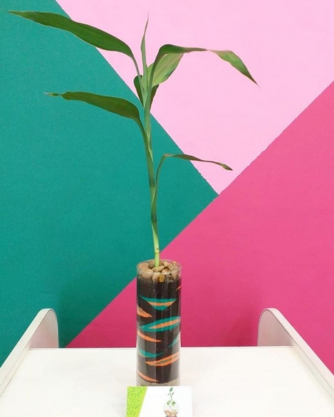 bambu em terra