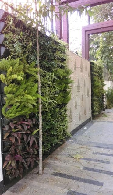 Jardim vertical em muro com samambaia