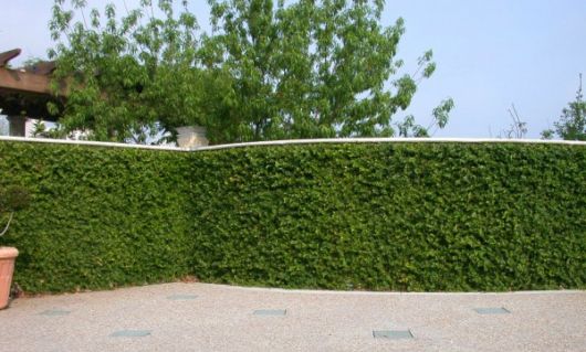 Trepadeiras para muros