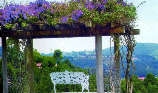 Trepadeiras para pergolados